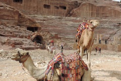 Camels